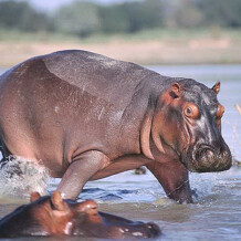 potw: habits of the hippopotamus