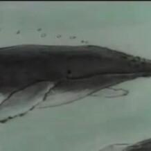 fiar: humphrey the lost whale