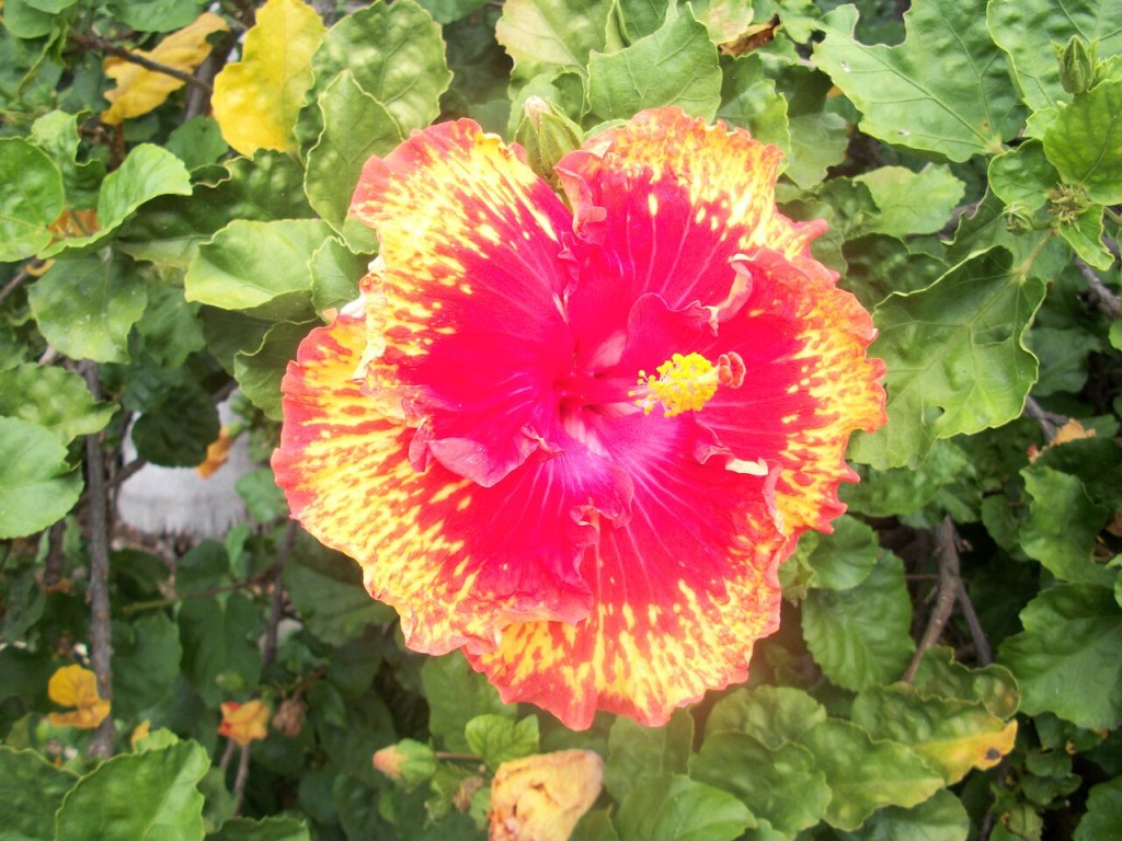 BM flower